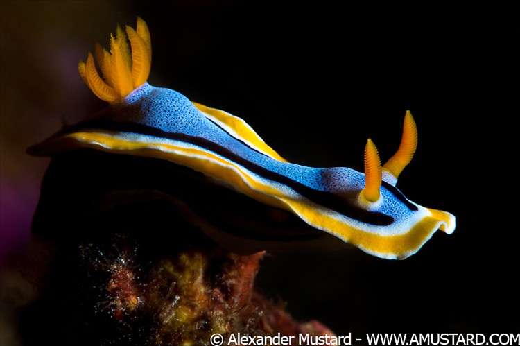 A nudibranch (Chromodoris magnifica) photographed with single, snooted strobe lighting. Bitung, North Sulawesi, Indonesia. Lembeh Strait, Molucca Sea.