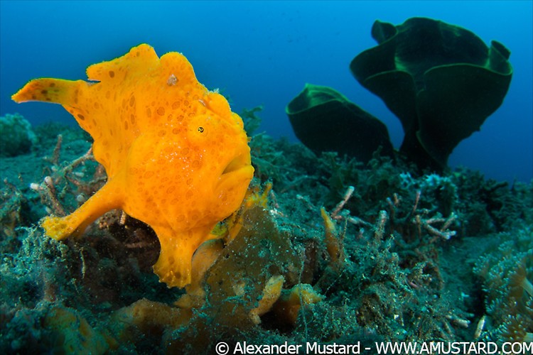 A golf-ball sized painted frogfish (Antennarius pictus) waits to ambush prey disguised as an orange sponge. Bitung, North Sulawesi, Indonesia. Lembeh Strait, Molucca Sea.