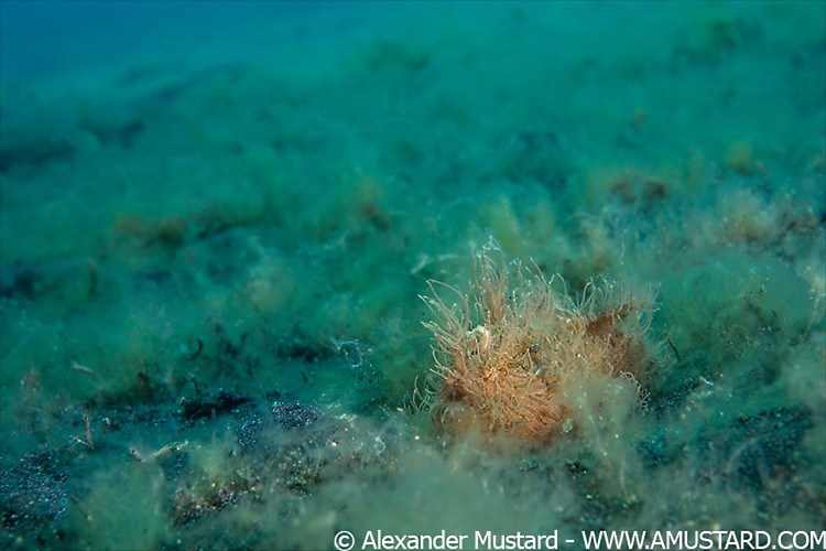 A hairy frogfish (striated frogfish: Antennarius striatus) lies hidden on an algae covered seabed, waiting for prey to venture too close. Bitung, North Sulawesi, Indonesia. Lembeh Strait, Molucca Sea.
