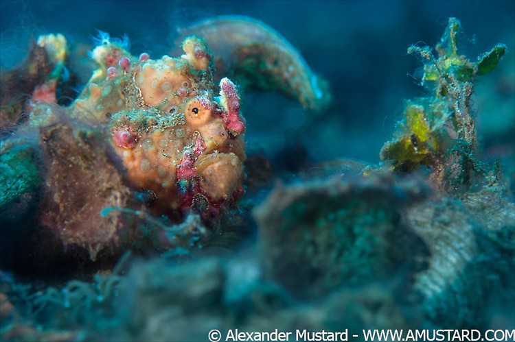 A warty frogfish (Antennartius maculatus) lays an ambush on the seabed. Bitung, North Sulawesi, Indonesia. Lembeh Strait, Molucca Sea.