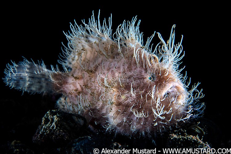 A portrait of a hairy frogfish (striated frogfish: striped frogfish: Antennarius striatus) lies in wait for prey on the sand. This large indidual was probably a female. Aer Prang, Bitung, North Sulawesi, Indonesia. Lembeh Strait, Molucca Sea.