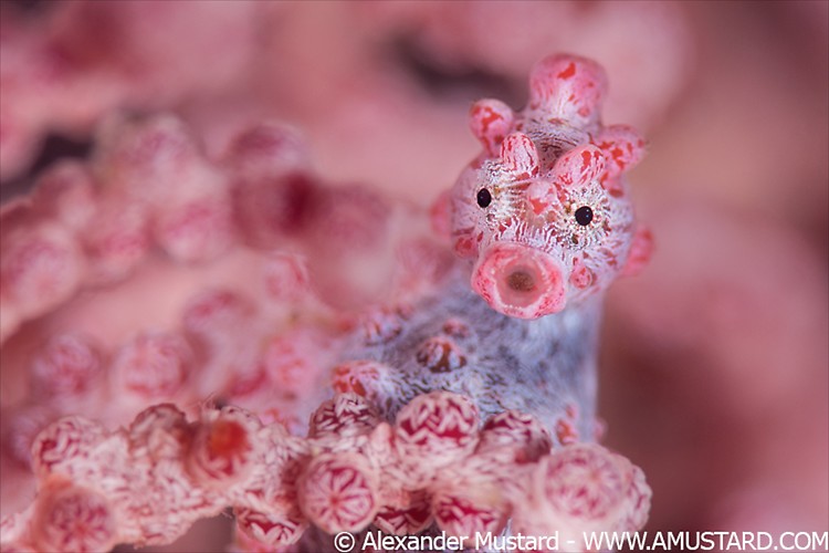 A close up of a tiny (10mm) pygmy seahorse (Hippocampus bargibanti) living disguised in a Muricella sp. sea fan. Bitung, North Sulawesi, Indonesia. Lembeh Strait, Molucca Sea.