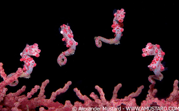 A digital composite of the same pygmy seahorse (Hippocampus bargibanti) moving across it host seafan (Muricella sp.). Pygmy seahorses are very small, most less than 15mm in total length.
Note that this is a digitally manipulated image.