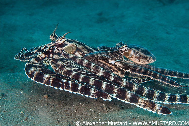 A pair of mimic octopus (Thaumoctopus mimicus) mating/courtship. The smaller male is riding on top of the female as he tries to place his sperm sac inside her mantle with his arm. Lembeh Strait, Sulawesi, Indonesia. Molucca Sea.
