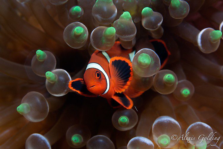 Baby Spinecheek Clownfish (Premnas biaculeatus) Lembeh Strait Indonesia October 2013 