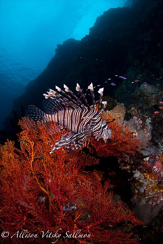 Lion Fish Wide Angle - Lembeh Strait Indonesia May 2013