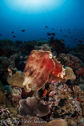 Giant Cuttlefish Wide Angle - Lembeh Strait Indonesia May 2013