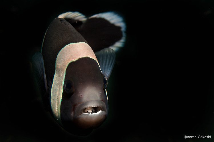 Saddleback Anemone Fish (Amphiprion polymnus) Lembeh Strait Indonesia 2014