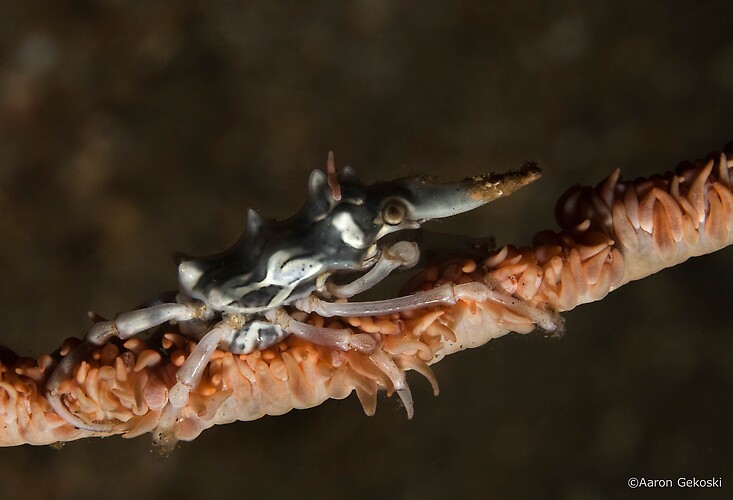 Xeno Crab (Xenocarcinus tuberculatus) Lembeh Strait Indonesia 2014