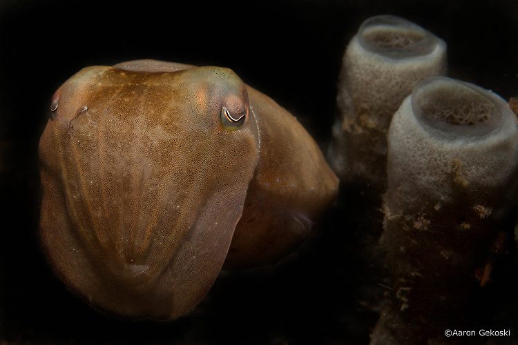 Broadclub cuttlefish, Sepia latimanus, Lembeh Strait Indonesia October 2014