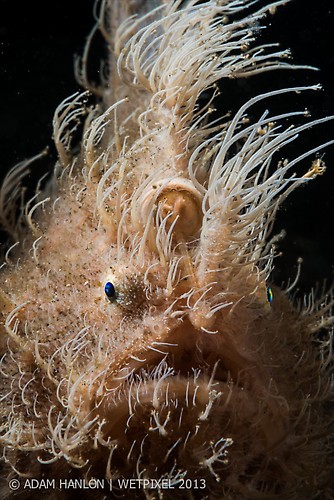 Hairy Frogfish 