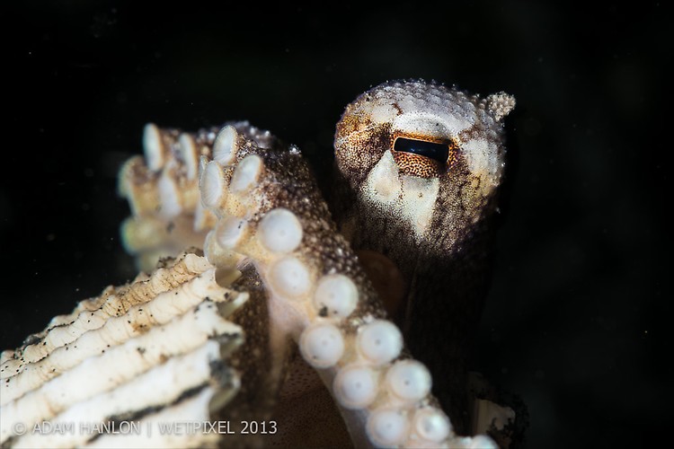 Coconut Octopus (Amphioctopus marginatus) Lembeh Strait Indonesia October 2013