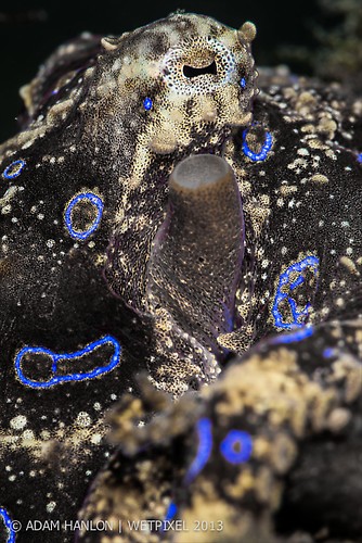 Blue Ring Octopus (Hapalochlaena sp. ) Lembeh Strait Indonesia October 2013