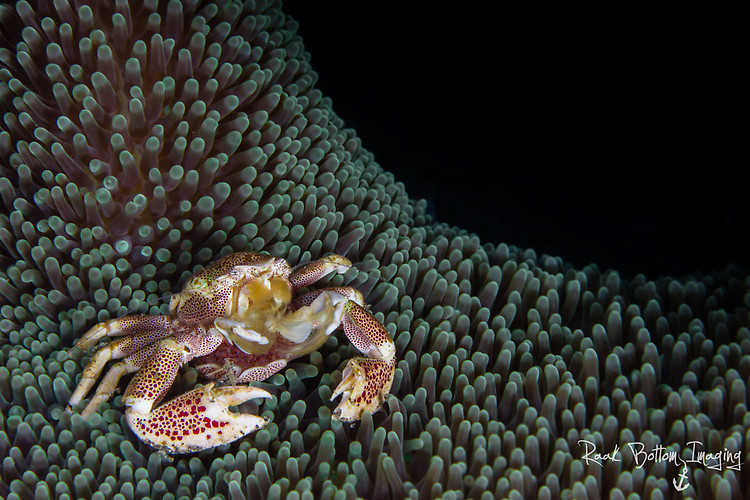 Anemone Porcelain crab, Neopetrolisthes maculosus Lembeh Strait Indonesia April 2016