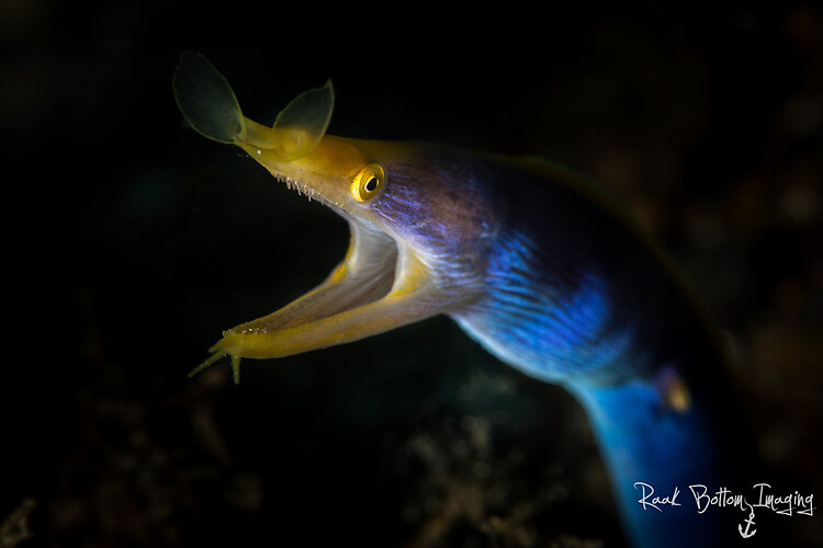 Blue ribbon eel, Rhinomuraena quaesita, Lembeh Strait Indonesia 2016