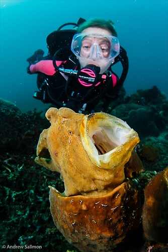 Giant Frogfish - Diver-0711