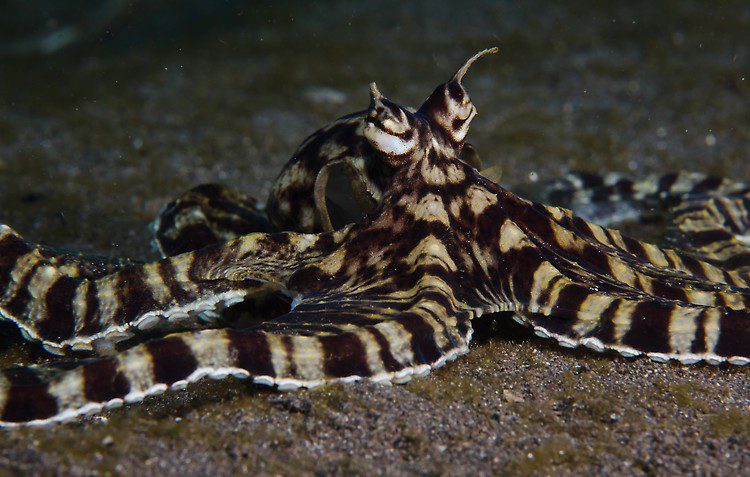 Mimic Octopus, Lembeh Strait, Indonesia, September 2012 