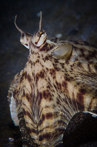 Mimic Octopus (Thaumoctopus mimicus), Lembeh Strait, Indonesia, September 2012