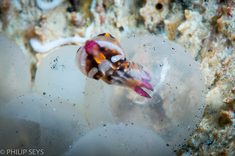 Flamboyant cuttlefish hatching, Metasepia pfefferi, Lembeh Strait Indonesia September 2014