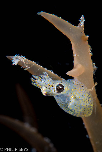 Pygmy squid, Idiosepius paradoxus, Lembeh Strait Indonesia 2014