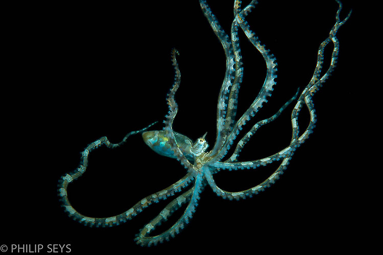 Wunderpus octopus, Wunderpus photogenicus, Lembeh Strait Indonesia September 2014