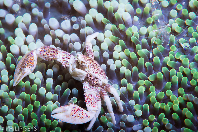 Anemone Porcelain Crab, Neopetrolisthes maculates, Lembeh Strait Indonesia September 2014