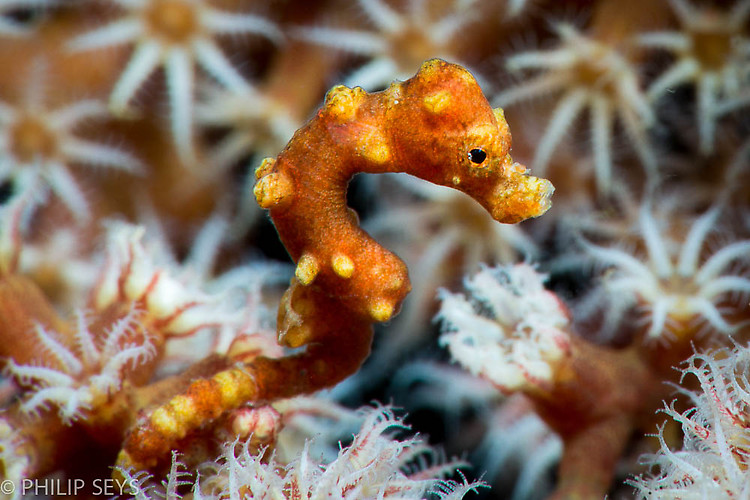Denise Pygmy Seahorse, Hippocampus denise, Lembeh Strait Indonesia September 2014