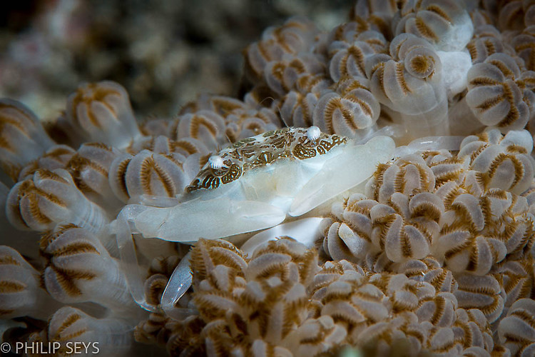 Xenia swimming Crab, Caphyra sp. 1, Lembeh Strait Indonesia September 2014