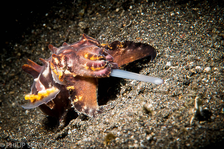 Flamboyant cuttlefish, Metasepia pfefferi, Lembeh Strait Indonesia September 2014