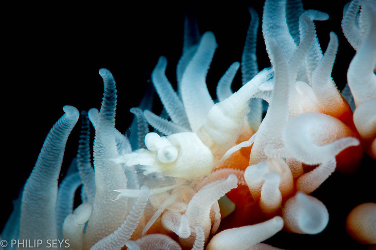 Zanzibar Whip Coral Shrimp, Dasycaris zanzibarica, Lembeh Strait Indonesia, September 2014
