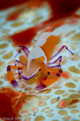 Emperor Shrimp ( Periclemenes emperator) Lembeh Strait Indoensia 2014
