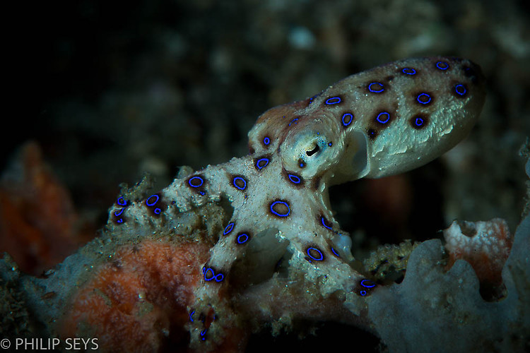 Blueringed octopus, Hapalochlaena maculosa, Lembeh Strait Indonesia 2014
