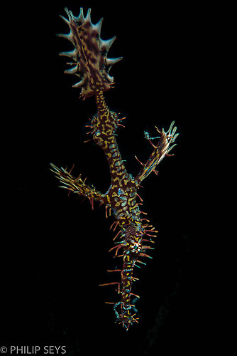 Ornate ghost pipefish, Solenostomus paradoxus, Lembeh Strait Indonesia September 2014