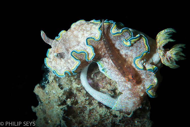 Glossodoris cincta laying eggs with a pygmy goby, Lembeh Strait Indonesia 2014