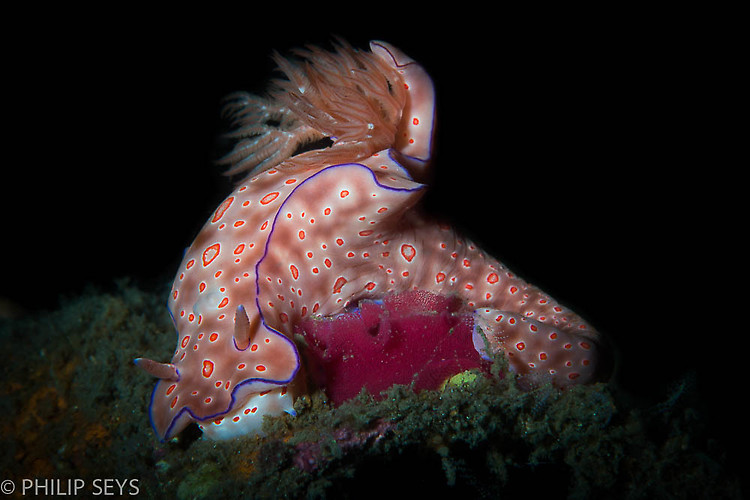 T- Bar Nudibranch laying eggs,Ceratosoma trilobatum Lembeh Strait Indonesia 2014