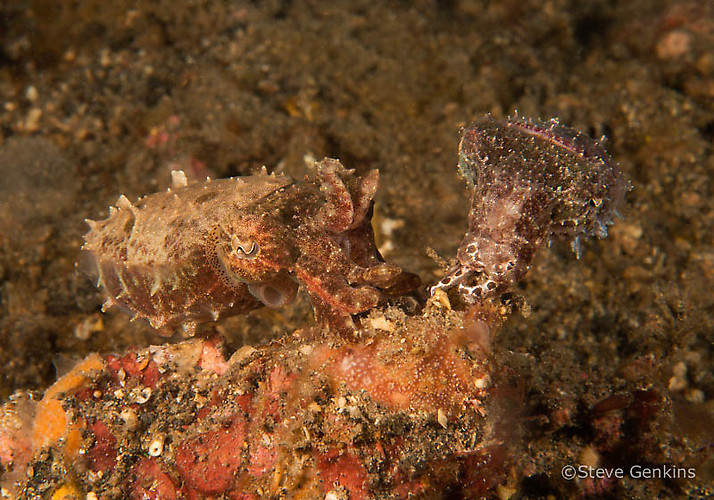 Pygmy Cuttlefish (Sepia bandensis) Lembeh Strait Indonesia March 2015