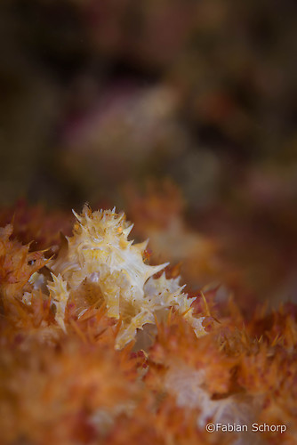 Candy crab, Hoplophrys oatesii, Lembeh Strait Indonesia March 2015