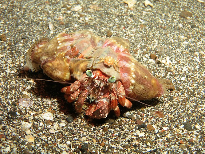 Anemone Hermit Crab, Dardanus pedunculatus, Lembeh Strait Indonesia, May 2014
