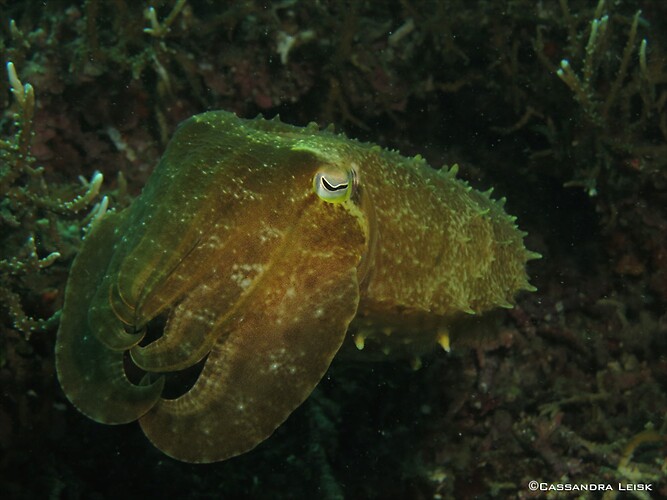 Broadclub cuttlefish, Sepia latimanus, Lembeh Strait Indonesia May 2014