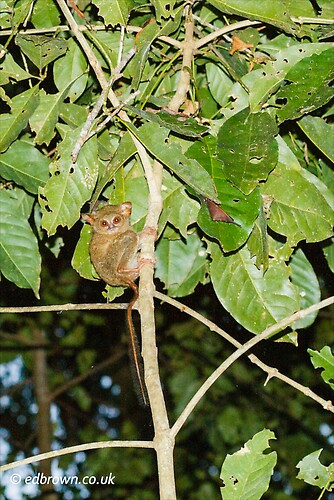 Spectral tarsier - Tarsius tarsier, Tangkoko Nature Reserve, North Sulawesi, Indonesia