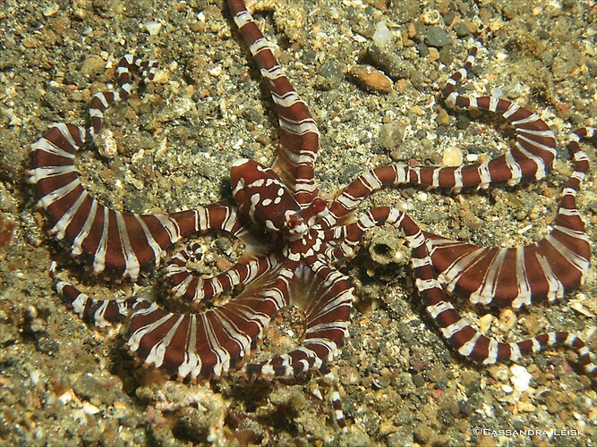 Wunderpus Octopus, Wunderpus photogenicus, Lembeh Strait Indonesia, May 2014