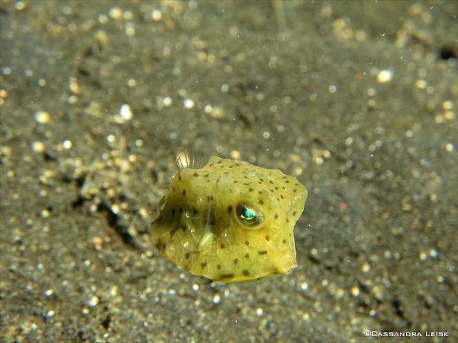 Juvenile yellow Boxfish, Ostracion cubicus, Lembeh Strait Indonesia, May 2014