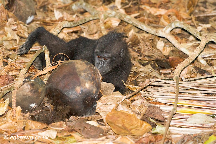 Black macaque - Macaca nigra, Tangkoko Nature Reserve, North Sulawesi, Indonesia