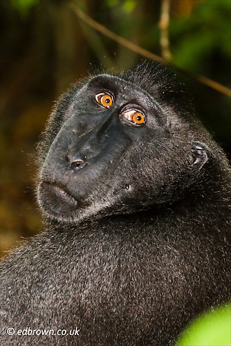 Black macaque - Macaca nigra, Tangkoko Nature Reserve, North Sulawesi, Indonesia