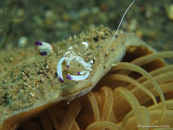 Magnificent Anemone Shrimp, Ancylomenes magnifies, Lembeh Strait Indonesia, May 2014
