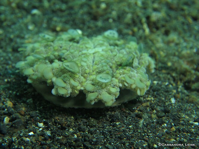 Upside-down Jellyfish, Cassiopeia xamachana, Lembeh Strait Indonesia, May 2014