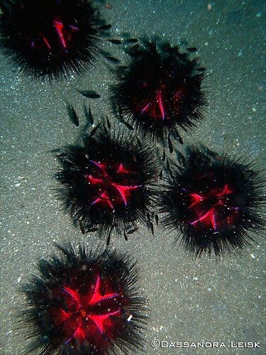 False fire urchin, Astropyga radiata, Lembeh Strait Indonesia, May 2014