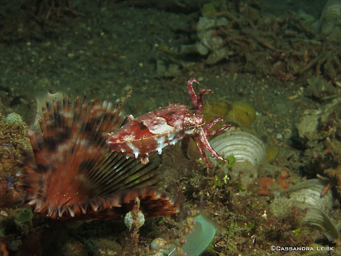 Pygmy cuttlefish, Sepia bandensis, Lembeh Strait Indonesia, May 2014