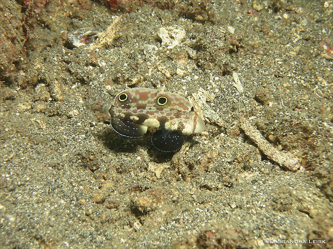 Twinspot Goby , Signigobius biocellatus, Lembeh Strait Indonesia, May 2014