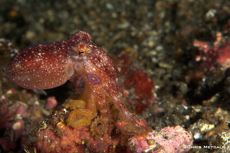 Poison Ocellate Octopus, Octopus mototi, Lembeh strait Indonesia, April 2014